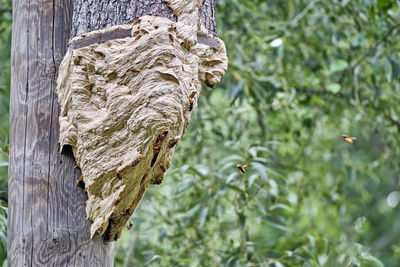 Close-up of tree trunk