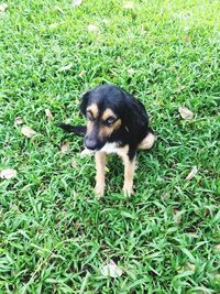 High angle view of dog on field