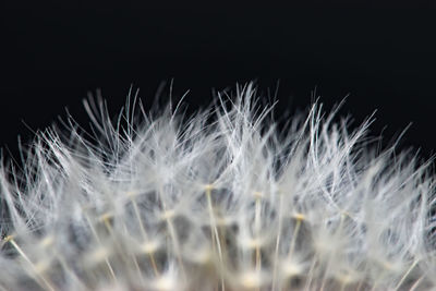 Close-up of dandelion seeds against black background