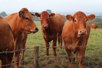 Cows standing on field against clear sky