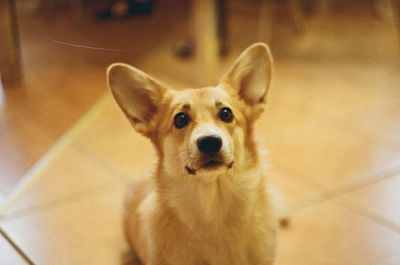 Portrait of dog sitting on floor