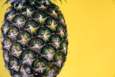 Close-up of fruit against white background