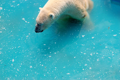 Close-up of polar bear in water