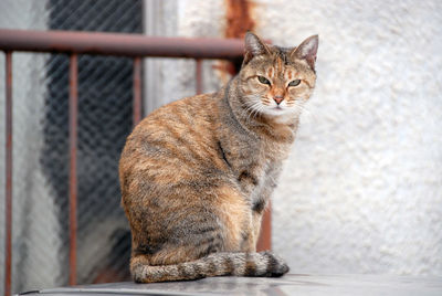 Close-up of cat sitting outdoors