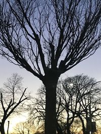 Low angle view of bare tree against clear sky
