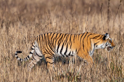 Tiger in a animal