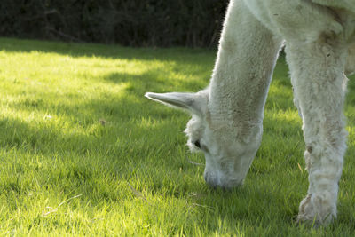 Close-up of sheep grazing on field