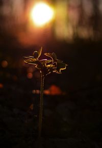 Close-up of plant against blurred background