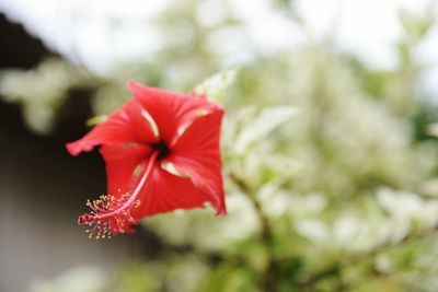 Close-up of red flower