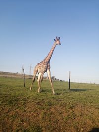 View of horse on field against clear sky