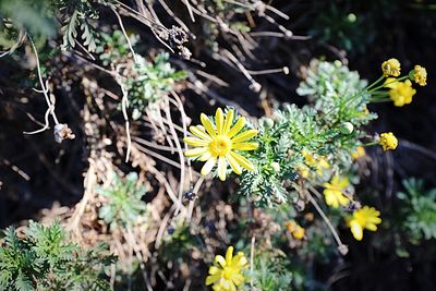 Close-up of yellow flowers blooming outdoors