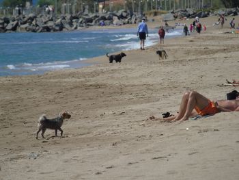 People playing with dog on beach