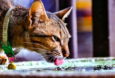 Close-up of a cat drinking water