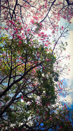 Low angle view of blooming tree