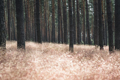 Pine trees in forest