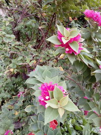 High angle view of pink flowering plants