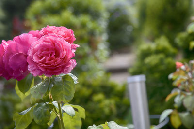 Close-up of pink rose