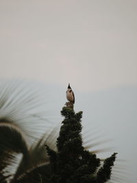 Bird perching on a tree
