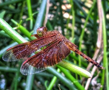 Close-up of insect on plant