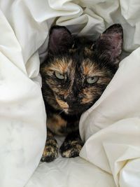 High angle view of cat resting on bed