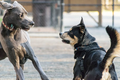 Close-up of dog outdoors