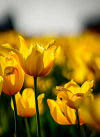 Close-up of yellow flowering plant on field