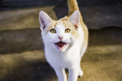 Portrait of white and orange cat lighted by the sun in orange and white