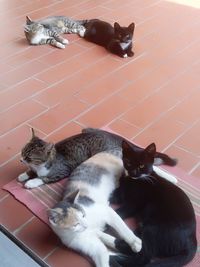 High angle view of cats resting on tiled floor