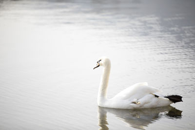 View of swan in lake