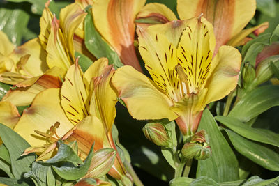 Close-up of yellow flowering plant