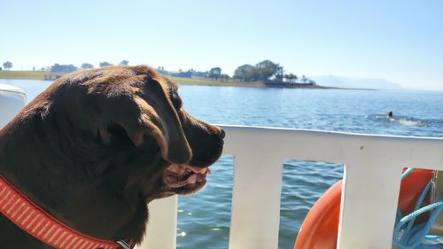 Close-up of dog looking at sea shore