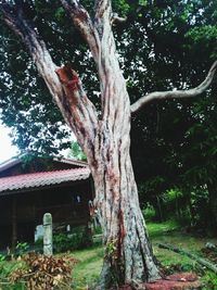 Tree trunk in yard
