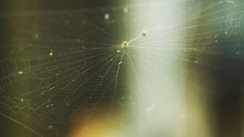 Close-up of spider web against blurred background