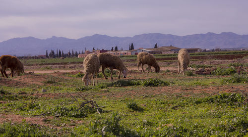 Horses in a field