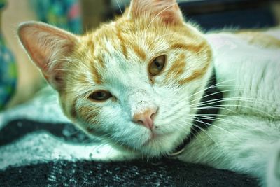 Close-up portrait of cat