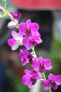 Close-up of purple flowers