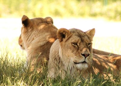 View of two cats on field