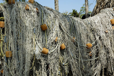 Close-up of fishing net hanging on tree
