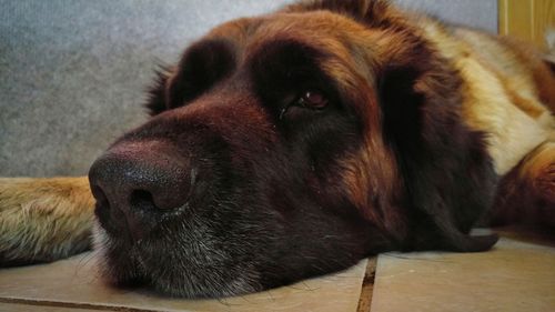 Close-up of dog looking away