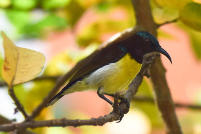 Close-up of bird perching on branch