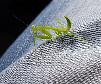 Close-up of insect on leaf