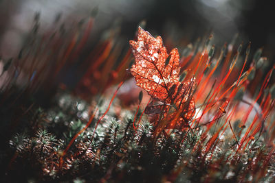 Close-up of frozen plant on field