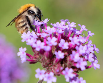 Close-up of bee pollinating on flower