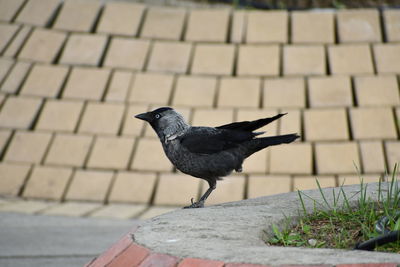 Bird perching on wall