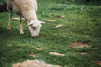 Sheep grazing on field at farm