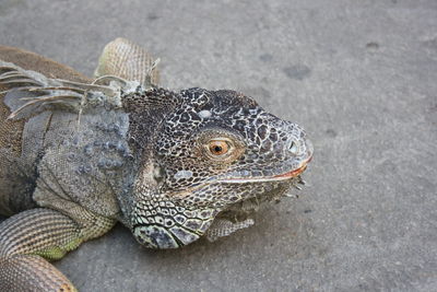 Close-up of lizard