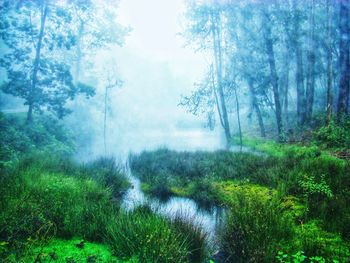 Trees in forest