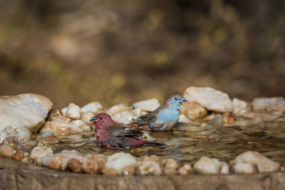 View of birds in water