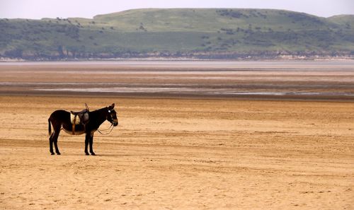 Dog running on beach