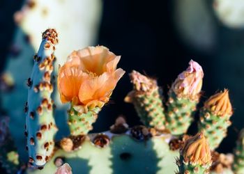 Close-up of flowers blooming outdoors
